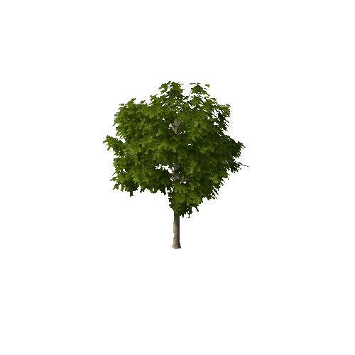 BigTree1_terrain